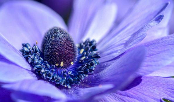 services-01 A close up of the center of a purple flower.