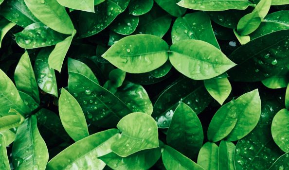services-04 A close up of green leaves with water droplets on them